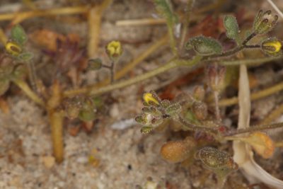 Phacelia inyoensis, photographed by Steve Matson