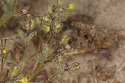 Phacelia inyoensis, photographed by Steve Matson
