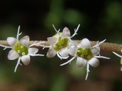 Ozomelis stauropetala, photographed by Nolan Exe