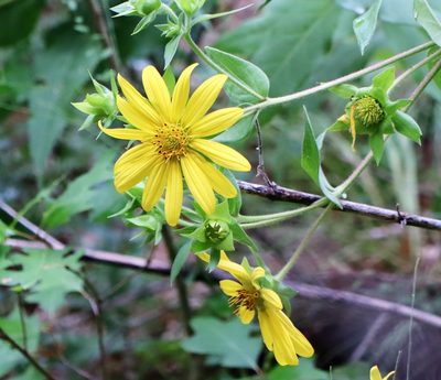 Silphium asteriscus, photographed by Vicki Miller