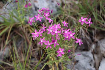 Zeltnera calycosa, photographed by Vicki Miller