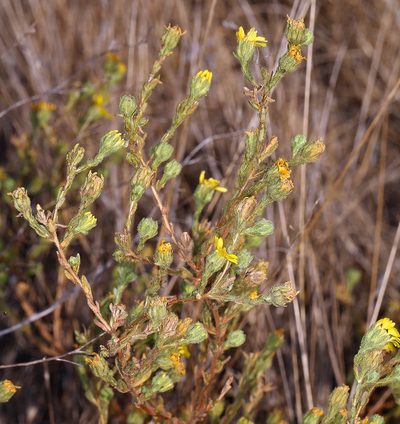 Deinandra bacigalupii, photographed by Steve Matson