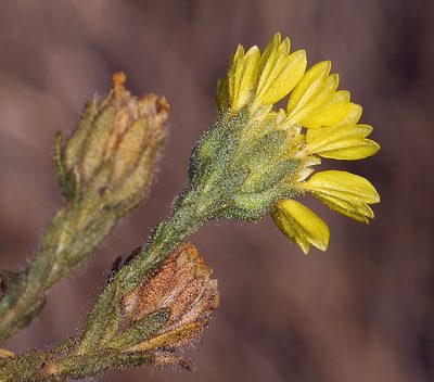 Deinandra bacigalupii, photographed by Steve Matson