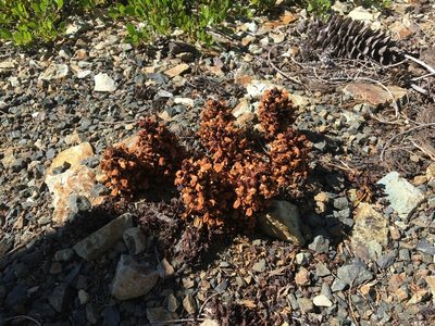 Kopsiopsis strobilacea, photographed by Hilary Rose Dawson