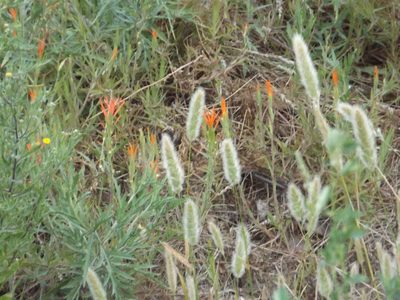 Castilleja minor, photographed by Amy