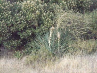Nolina cismontana, photographed by Amy