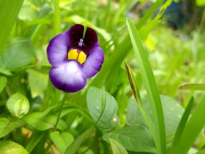Torenia leucosiphon, photographed by renjus box