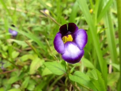 Torenia leucosiphon, photographed by renjus box