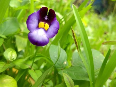 Torenia leucosiphon, photographed by renjus box