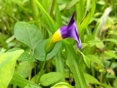 Torenia leucosiphon, photographed by renjus box