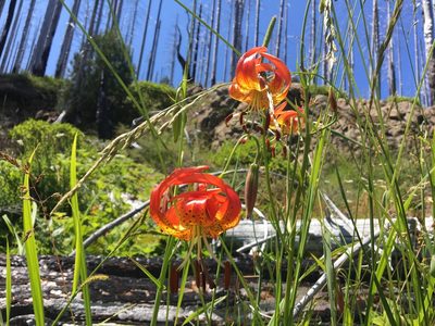 Lilium pardalinum, photographed by Hilary Rose Dawson
