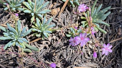 Lewisia leeana, photographed by Brendan Black