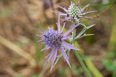 Eryngium hookeri, photographed by Kyle M. Simpson