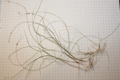 Carex billingsii, photographed by Quinten Wiegersma