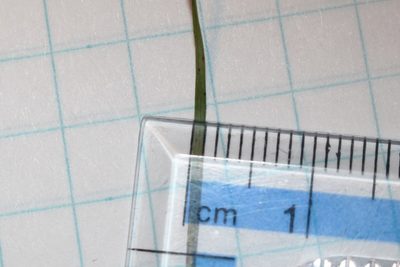 Carex trisperma, photographed by Quinten Wiegersma