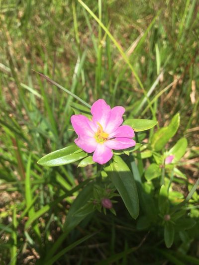 Sabatia capitata, photographed by Jessica