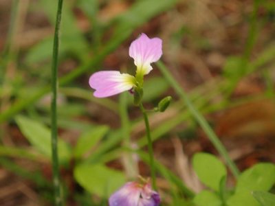 Malcolmia maritima, photographed by Alexis Tinker-Tsavalas