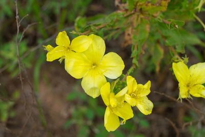 Oenothera rhombipetala, photographed by Kyle M. Simpson