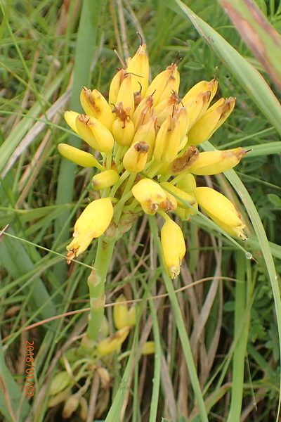 Aloe kraussii, photographed by Peter Warren