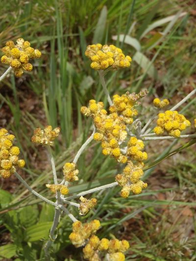 Helichrysum miconiifolium, photographed by Nicola van Berkel