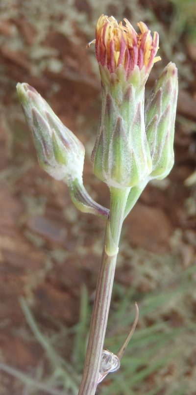 Sonchus dregeanus, photographed by Nicola van Berkel