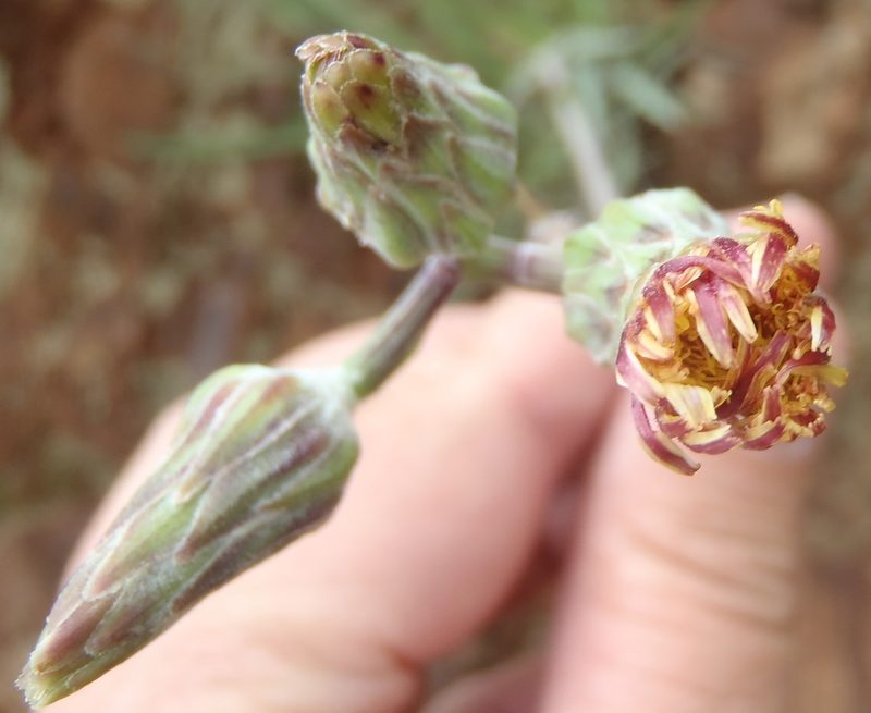 Sonchus dregeanus, photographed by Nicola van Berkel