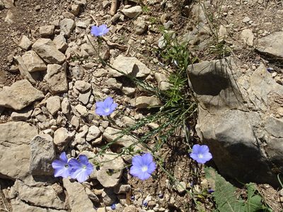 Linum narbonense, photographed by Thomas Koffel