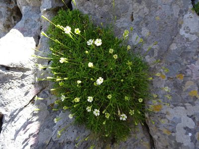 Silene saxifraga, photographed by Thomas Koffel