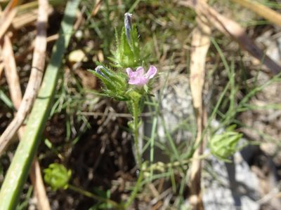 Malva setigera, photographed by Thomas Koffel