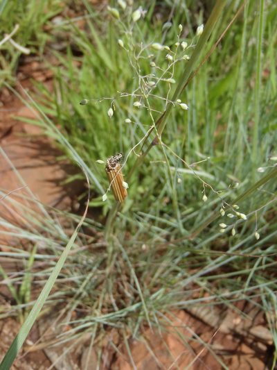 Trichanthecium natalense, photographed by Nicola van Berkel