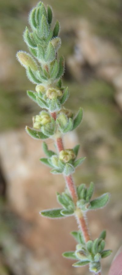Anthospermum hispidulum, photographed by Nicola van Berkel