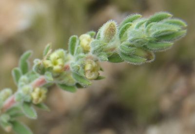 Anthospermum hispidulum, photographed by Nicola van Berkel