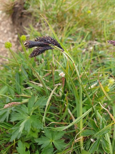 Carex atrata, photographed by Étienne Léveillé-Bourret