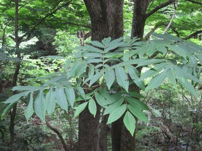 Pterocarya rhoifolia, photographed by Marco Mussita