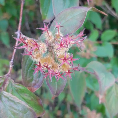 Linnaea amabilis, photographed by oliverc29