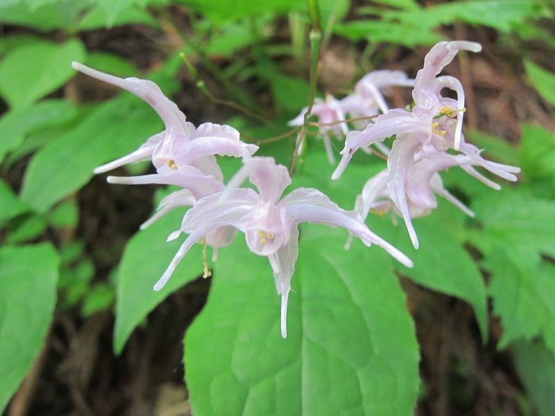 Epimedium grandiflorum, photographed by Marco Mussita