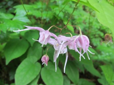 Epimedium grandiflorum, photographed by Marco Mussita