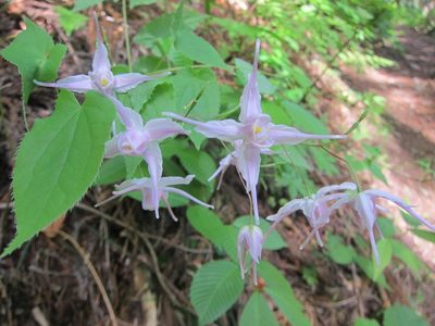 Epimedium grandiflorum, photographed by Marco Mussita