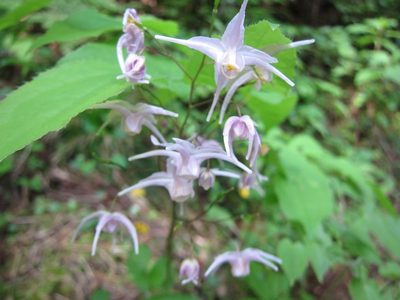 Epimedium grandiflorum, photographed by Marco Mussita