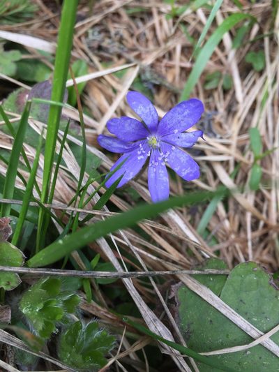 Hepatica transsilvanica, photographed by Conrad Altmann