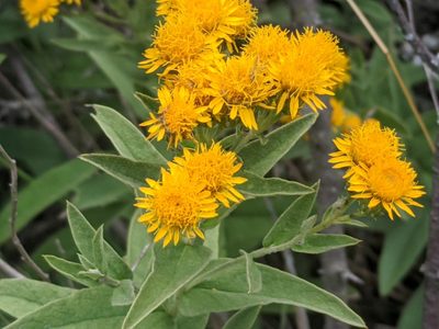 Pentanema germanicum, photographed by Zoltán Stekkelpak