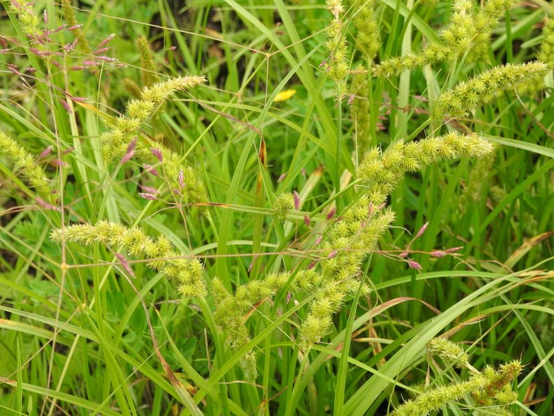 Carex leiorhyncha, photographed by Анна Васильченко