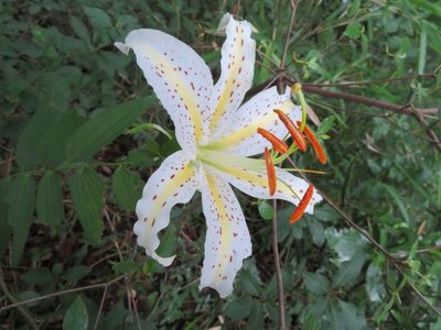 Lilium auratum, photographed by Marco Mussita