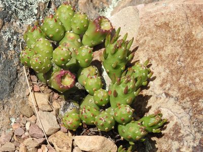Tephrocactus verschaffeltii, photographed by Naturalist Tours