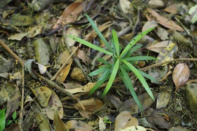 Podocarpus macrophyllus, photographed by harum.koh