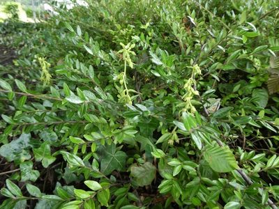 Epipactis phyllanthes, photographed by pete_gateley