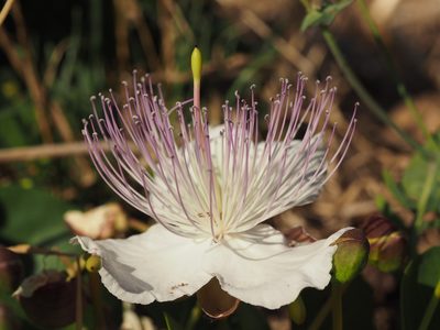 Capparis spinosa, photographed by Mario Bassini