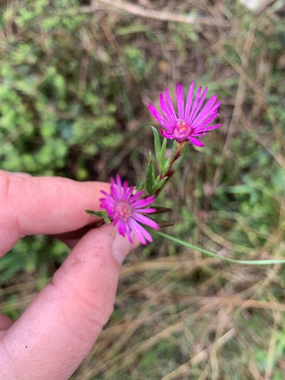 Lampranthus aduncus, photographed by Matthew Fainman