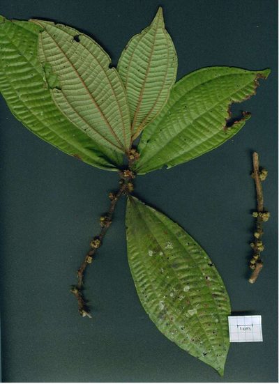 Miconia approximata, photographed by Eduardo Chacón Madrigal
