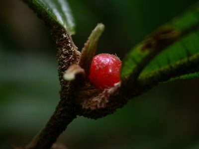 Miconia approximata, photographed by Eduardo Chacón Madrigal